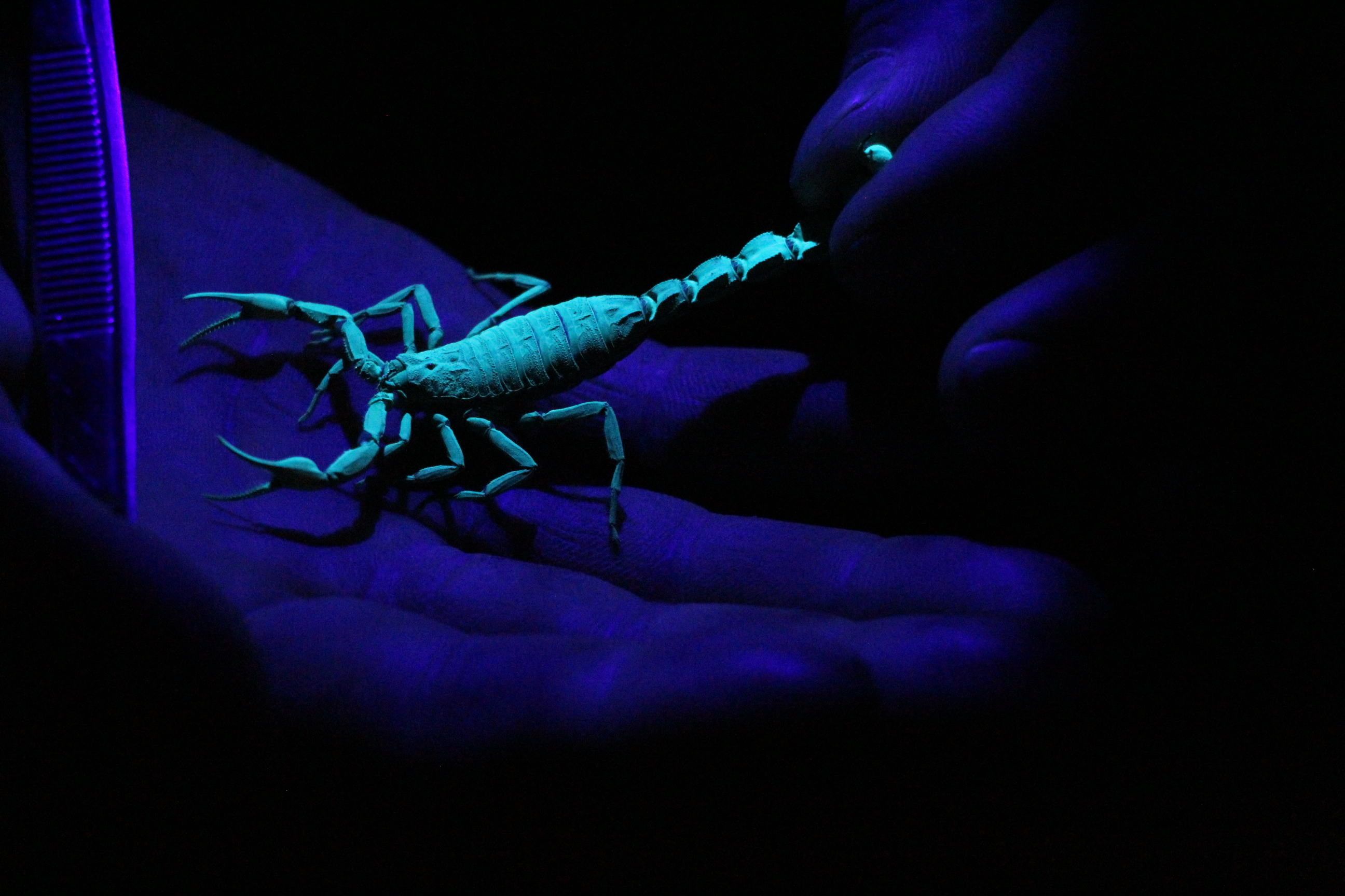 Escorpión-en-luz-ultravioleta.JPG